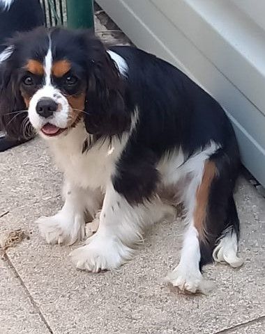 Les Cavalier King Charles Spaniel de l'affixe des Chemins d'Iris