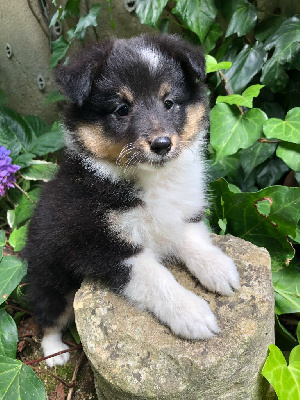 des Chemins d'Iris - Shetland Sheepdog - Portée née le 14/06/2024