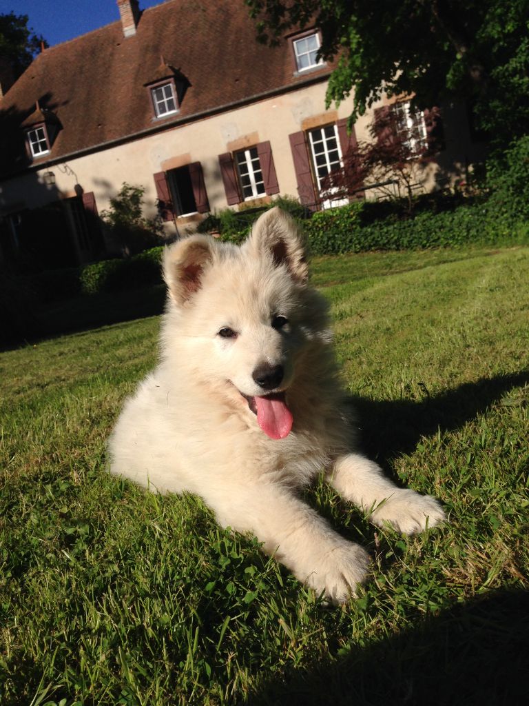 Chiots nés chez nous