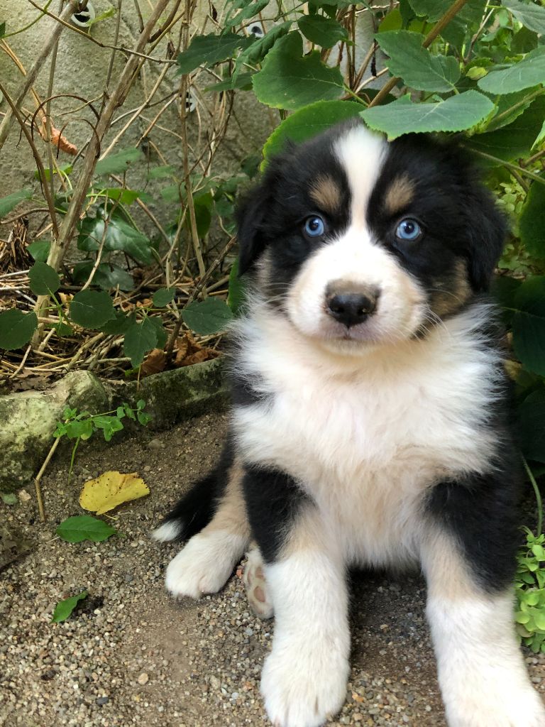 des Chemins d'Iris - Chiots disponibles - Berger Australien
