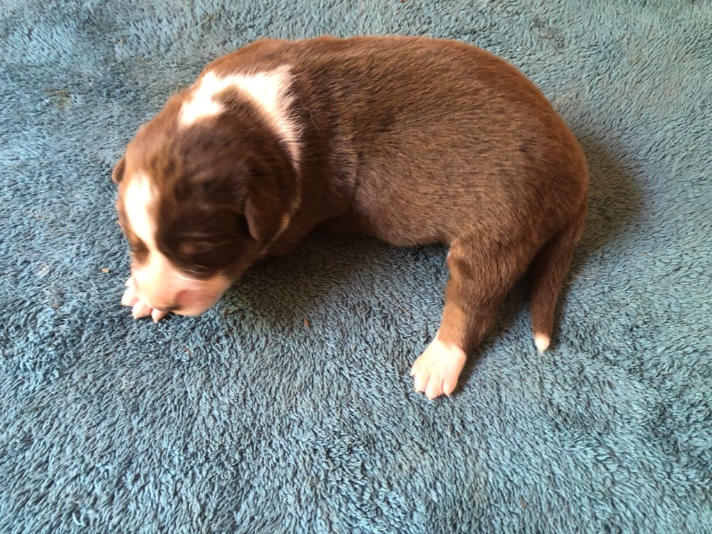 des Chemins d'Iris - Chiots disponibles - Berger Australien