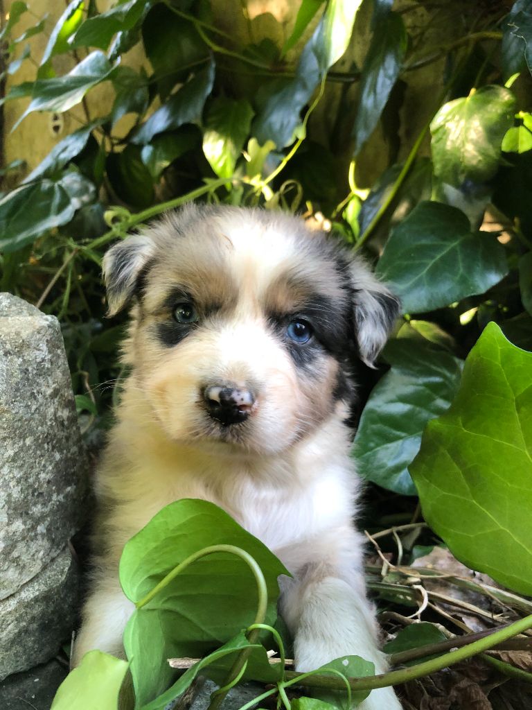 des Chemins d'Iris - Chiots disponibles - Berger Australien