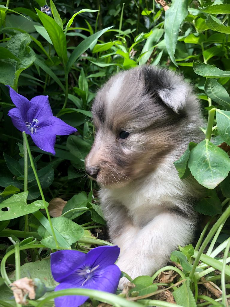 des Chemins d'Iris - Chiots disponibles - Shetland Sheepdog