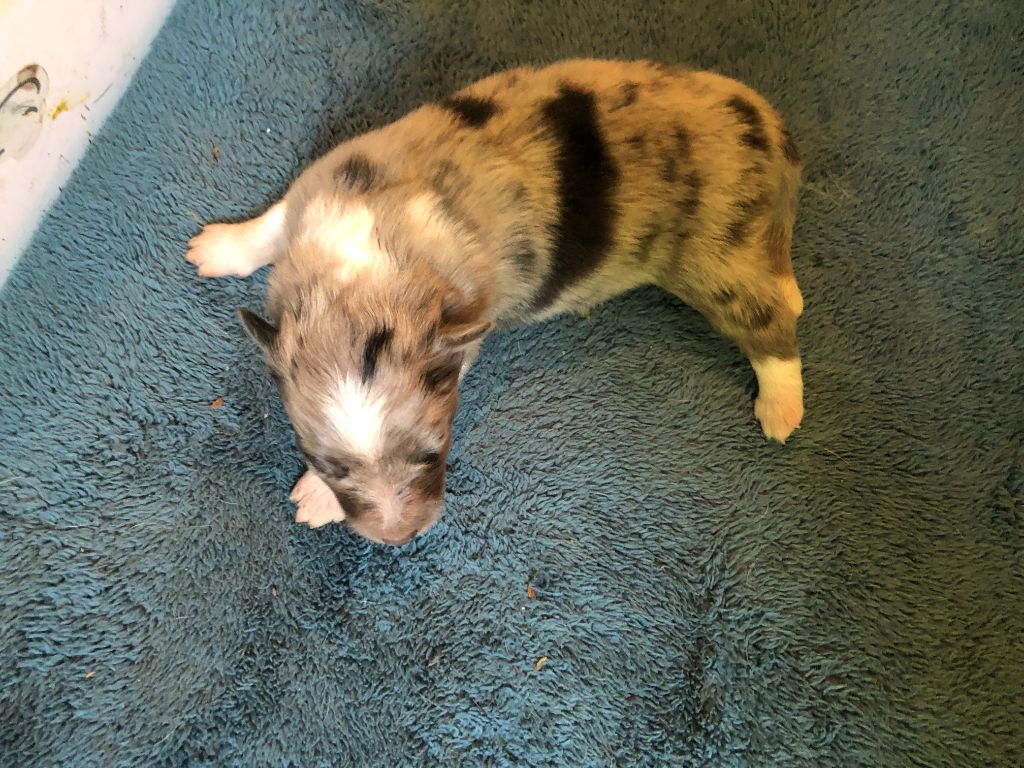 des Chemins d'Iris - Chiots disponibles - Shetland Sheepdog