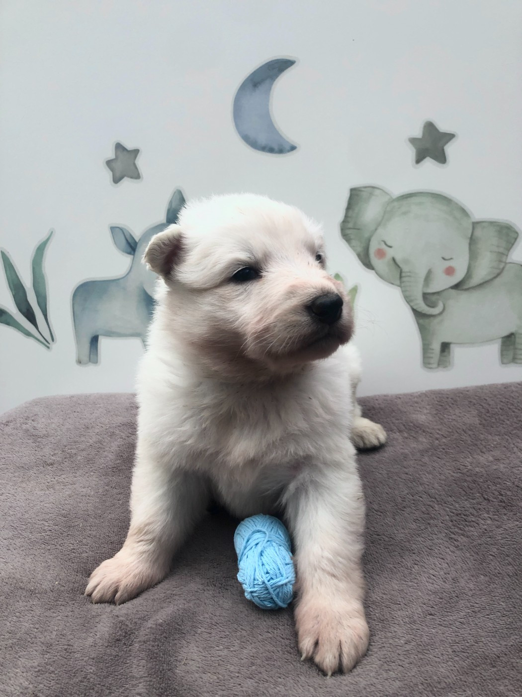 des Chemins d'Iris - Chiots disponibles - Berger Blanc Suisse