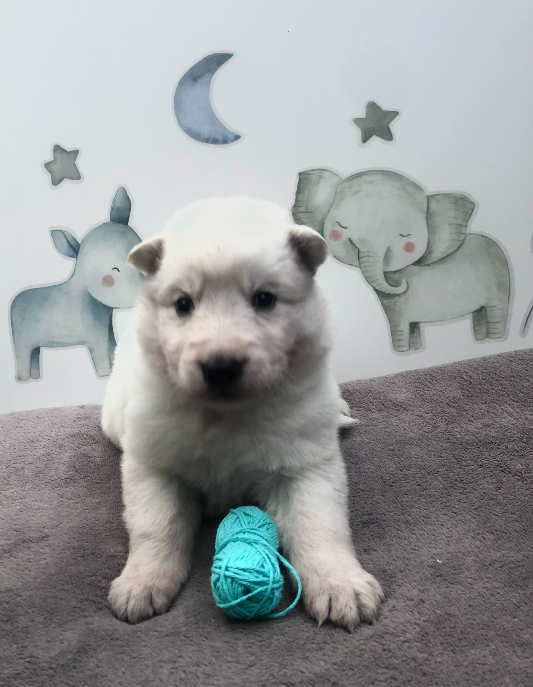 des Chemins d'Iris - Chiots disponibles - Berger Blanc Suisse
