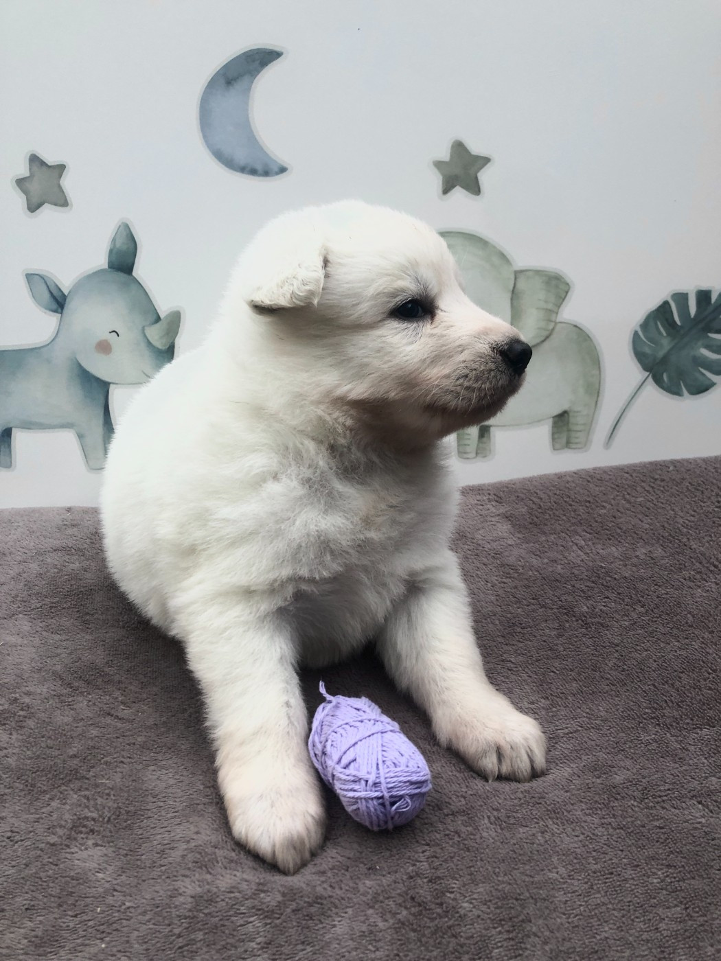 des Chemins d'Iris - Chiots disponibles - Berger Blanc Suisse