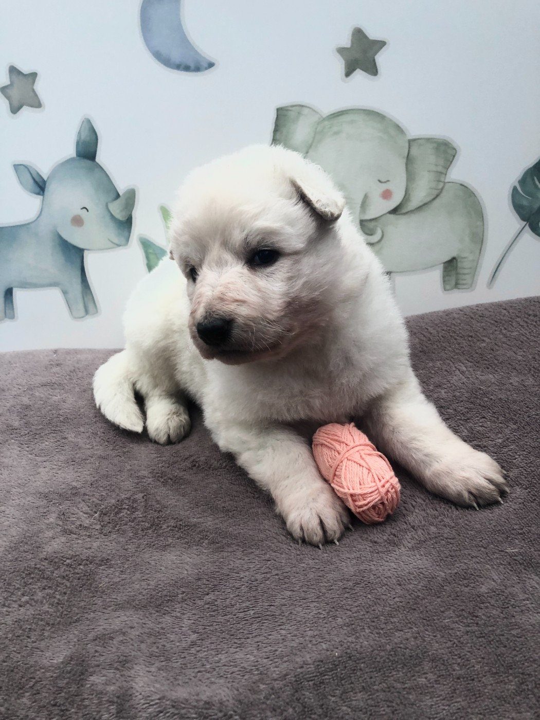 des Chemins d'Iris - Chiots disponibles - Berger Blanc Suisse