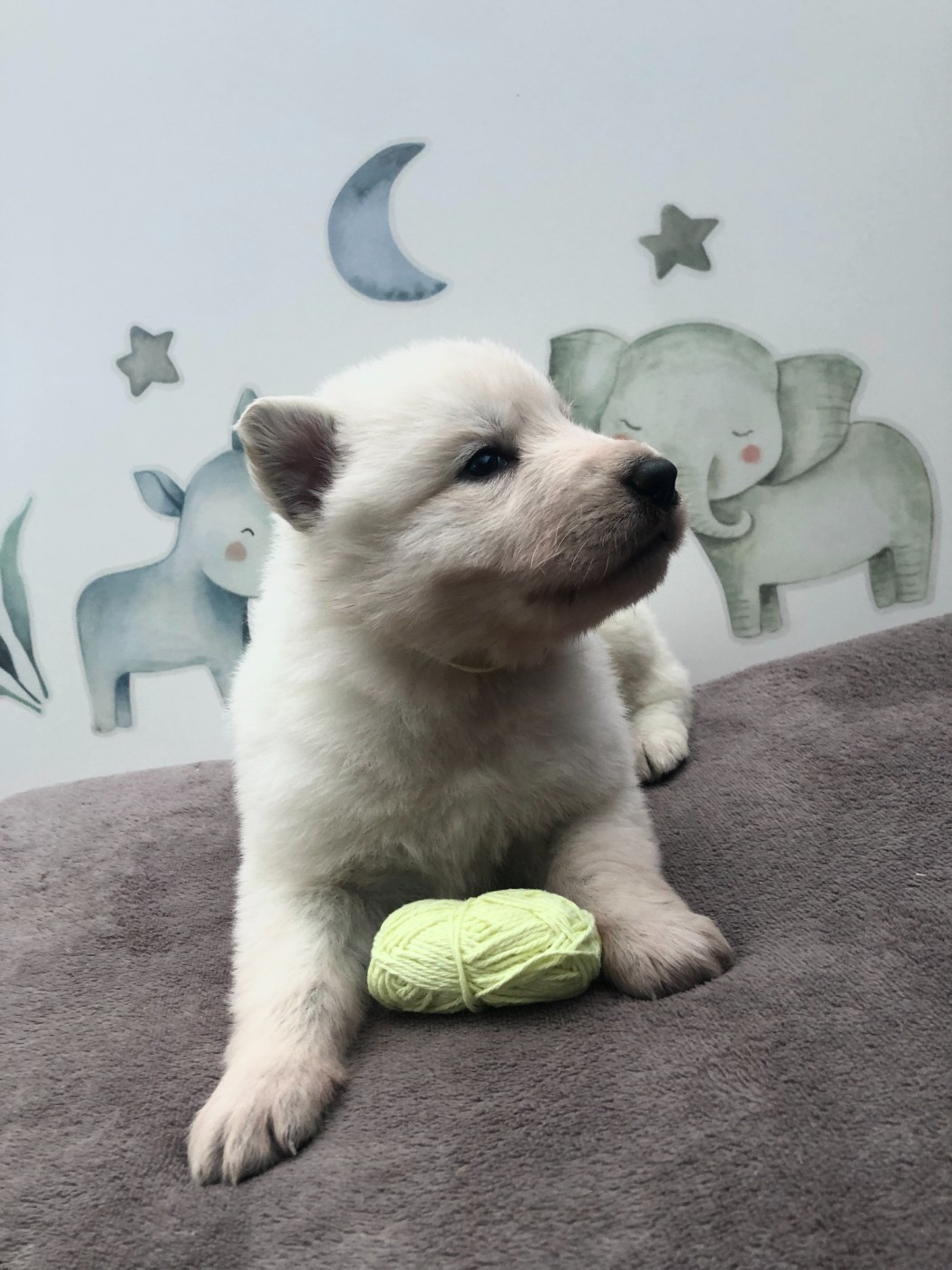 des Chemins d'Iris - Chiots disponibles - Berger Blanc Suisse