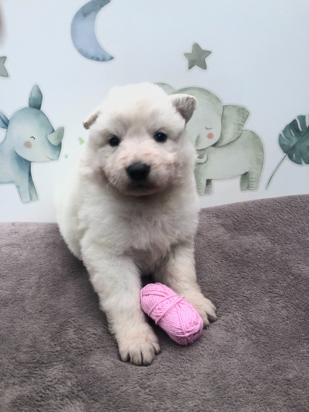 des Chemins d'Iris - Chiots disponibles - Berger Blanc Suisse
