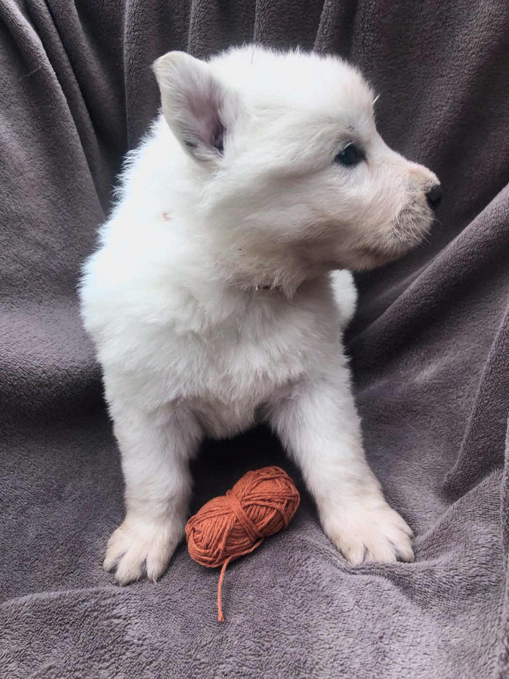 des Chemins d'Iris - Chiots disponibles - Berger Blanc Suisse
