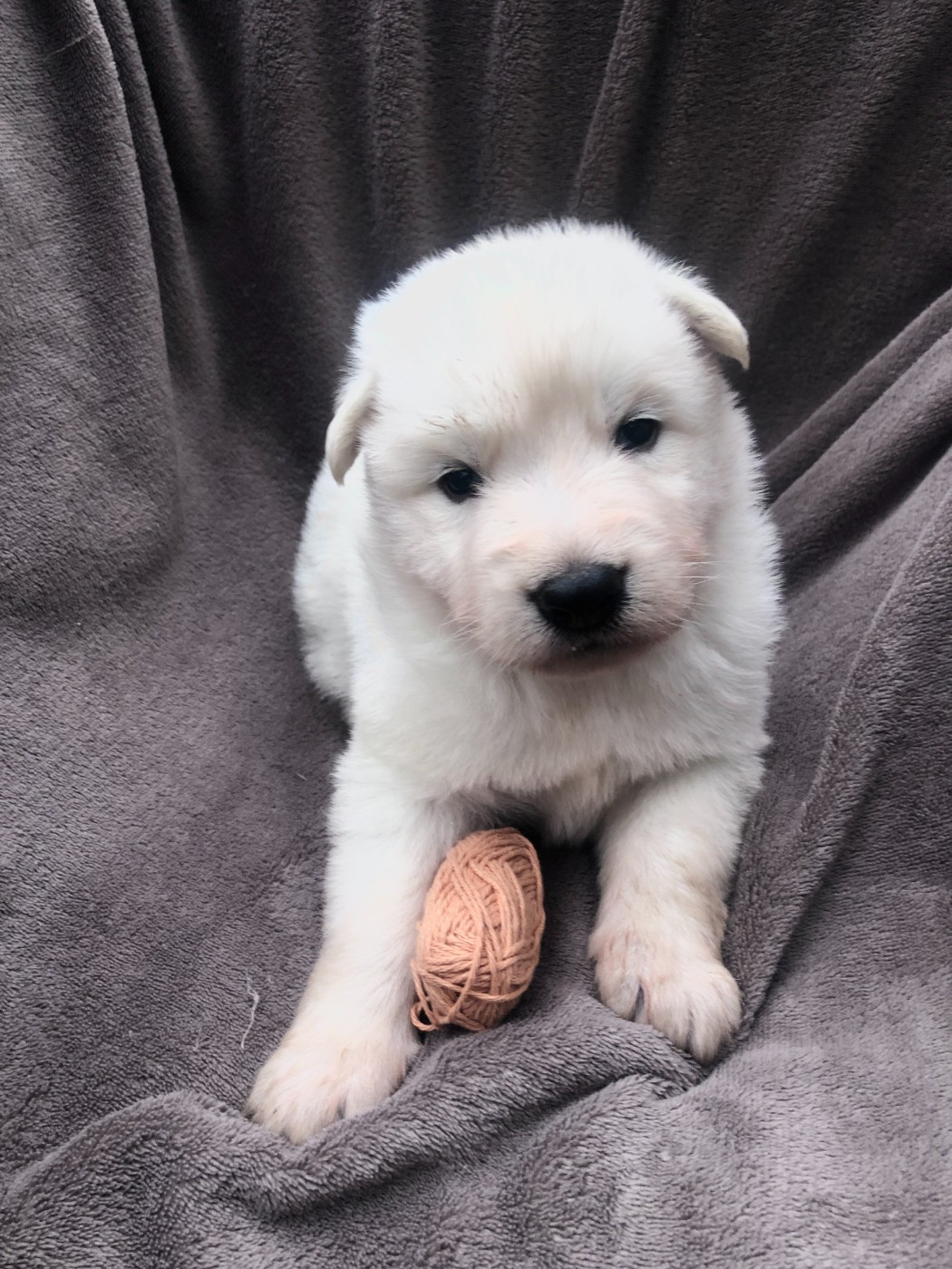 des Chemins d'Iris - Chiots disponibles - Berger Blanc Suisse