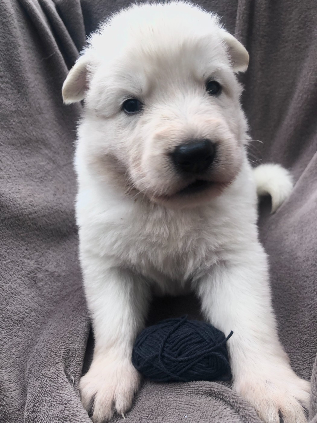des Chemins d'Iris - Chiots disponibles - Berger Blanc Suisse