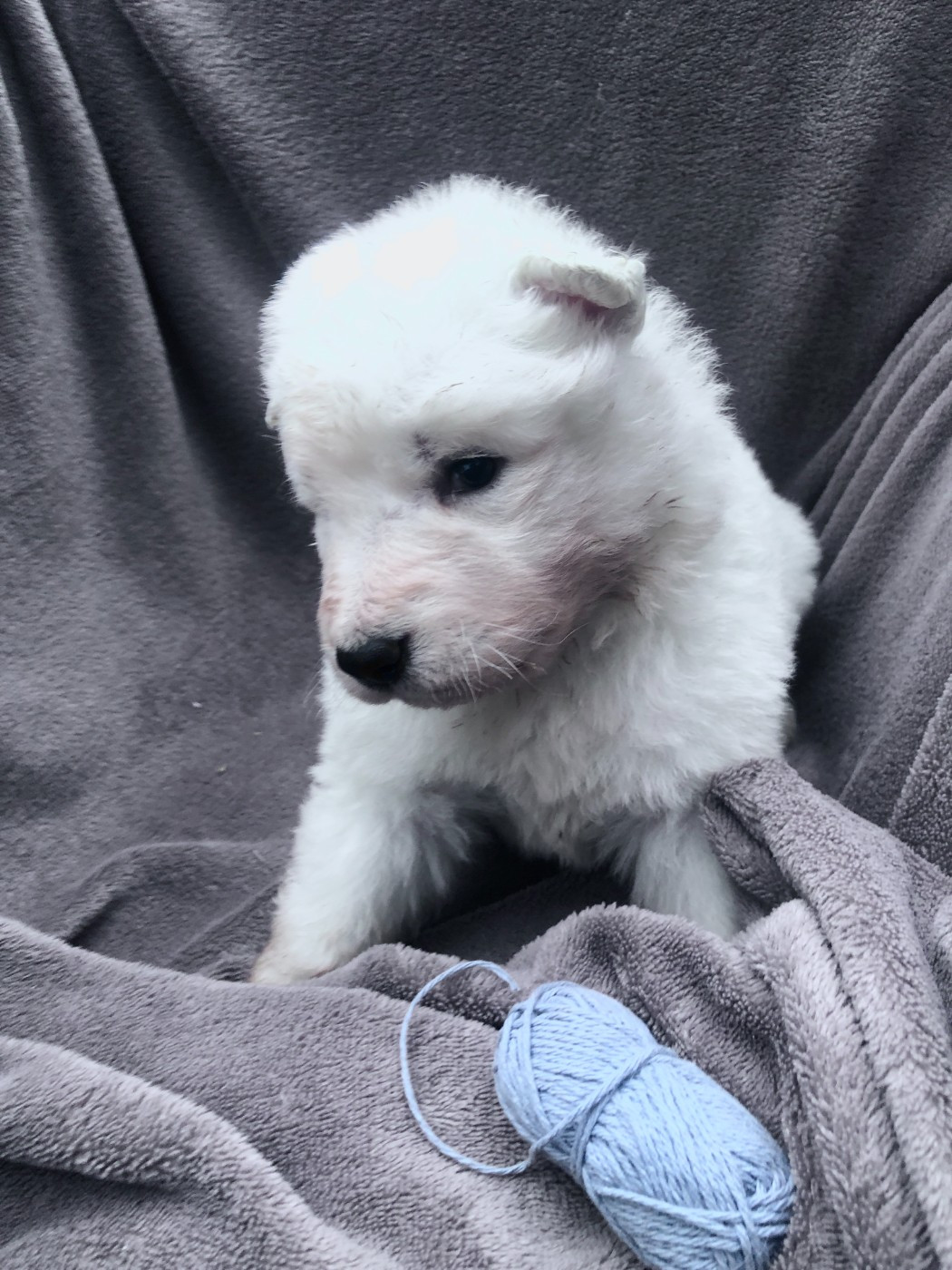 des Chemins d'Iris - Chiots disponibles - Berger Blanc Suisse