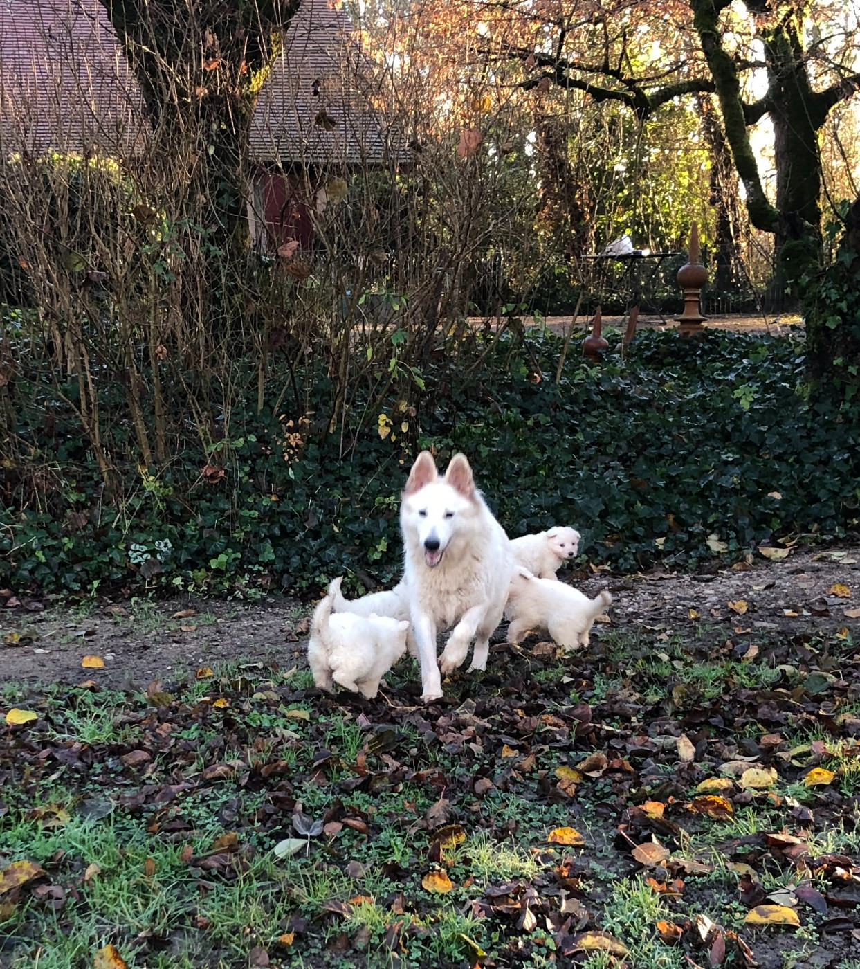 Chiot Berger Blanc Suisse des Chemins d'Iris