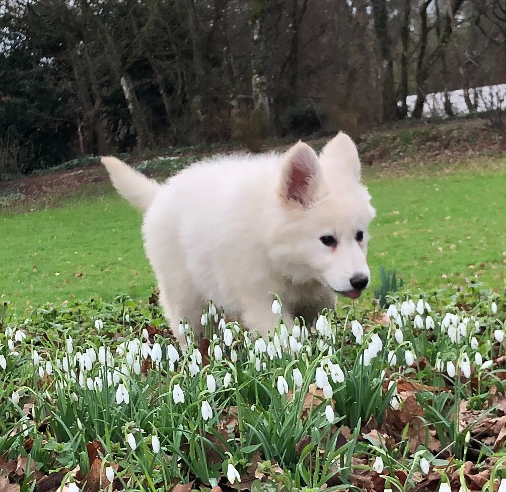 des Chemins d'Iris - Chiots disponibles - Berger Blanc Suisse