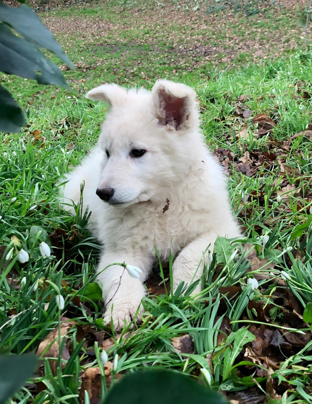 des Chemins d'Iris - Chiots disponibles - Berger Blanc Suisse