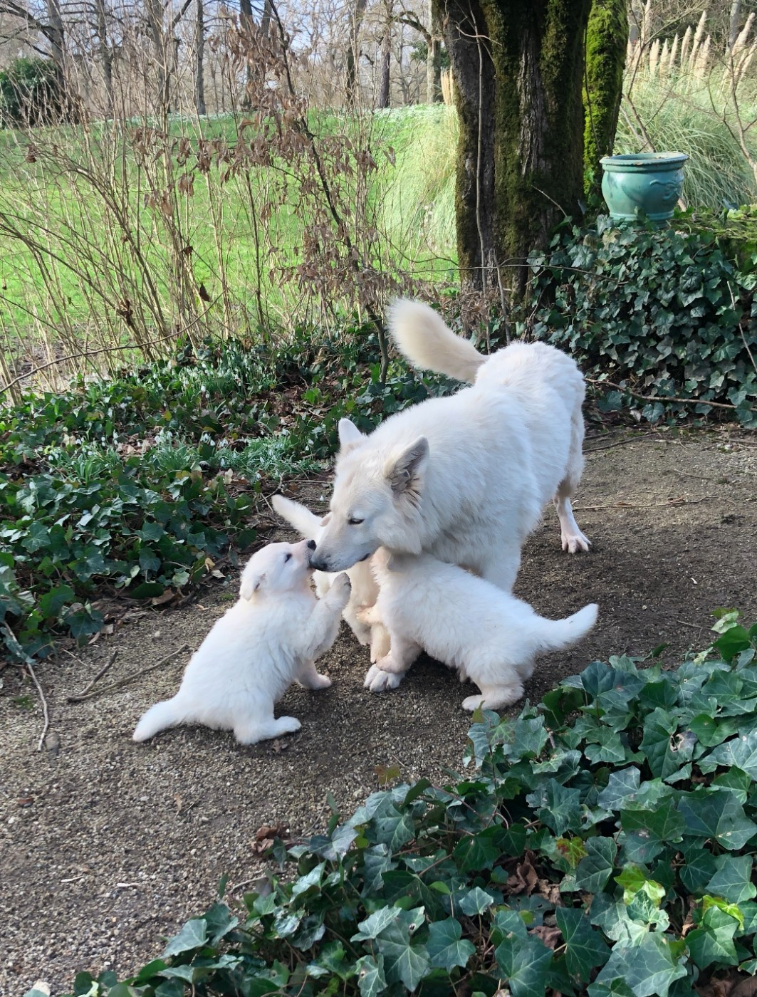 Chiot Berger Blanc Suisse des Chemins d'Iris