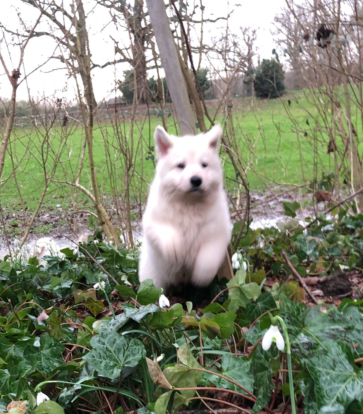 des Chemins d'Iris - Chiots disponibles - Berger Blanc Suisse