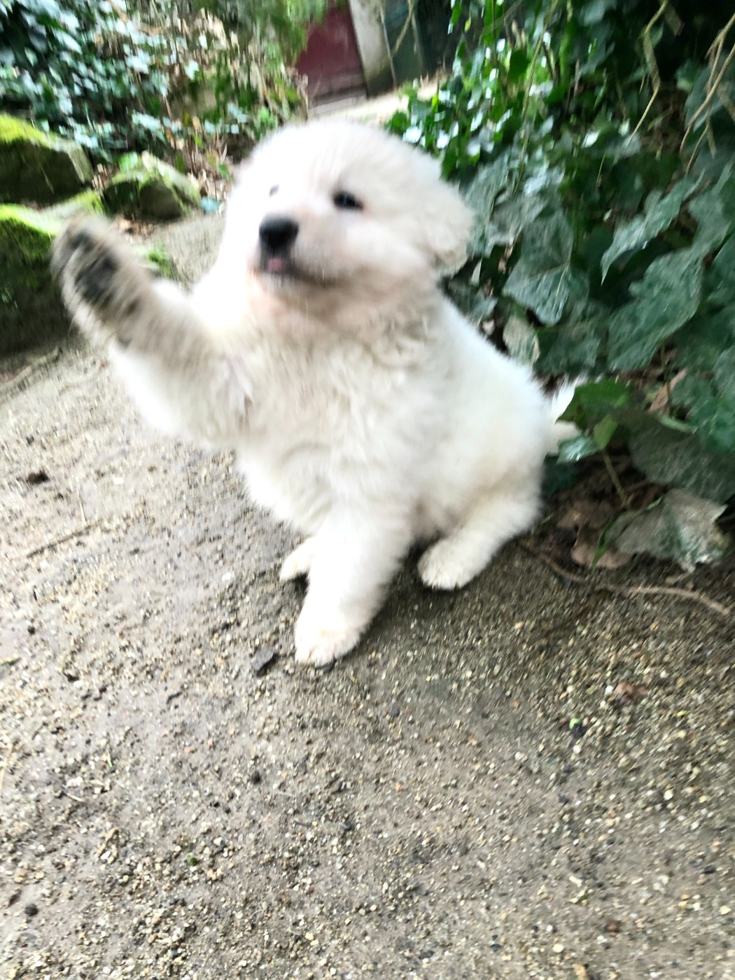 des Chemins d'Iris - Chiots disponibles - Berger Blanc Suisse