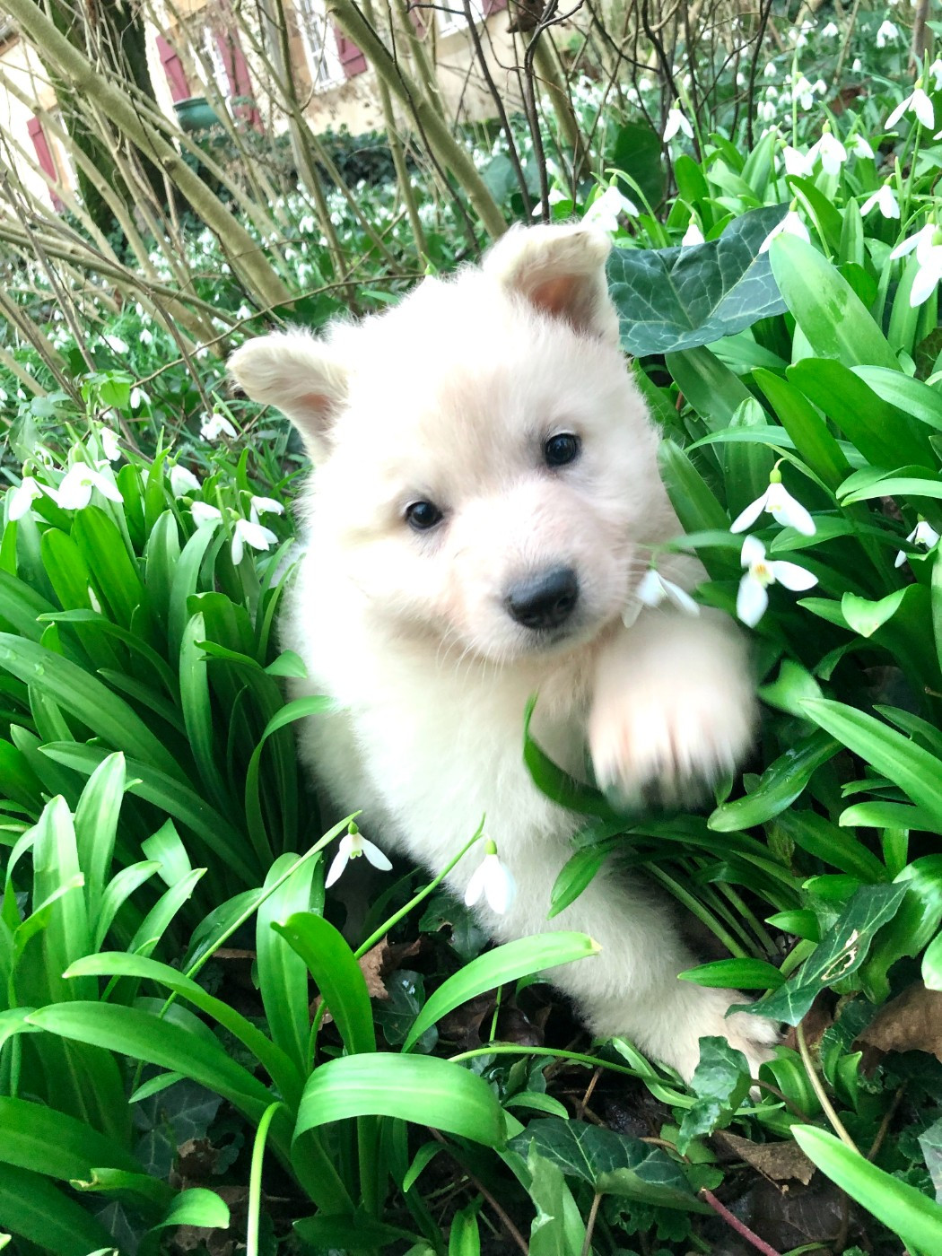 des Chemins d'Iris - Chiots disponibles - Berger Blanc Suisse