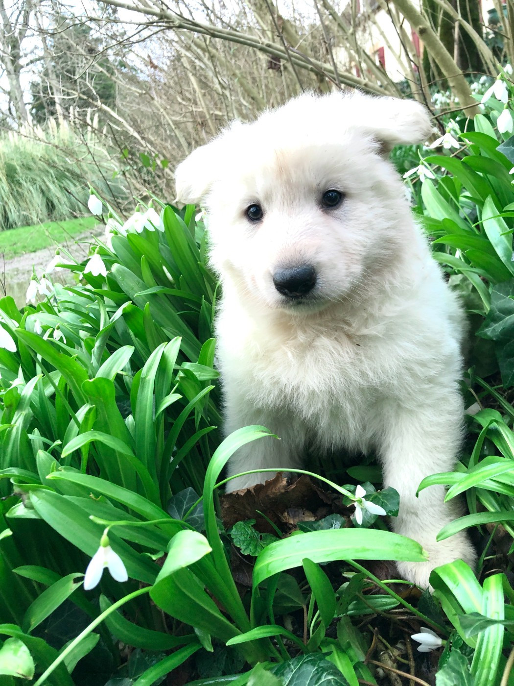 des Chemins d'Iris - Chiots disponibles - Berger Blanc Suisse