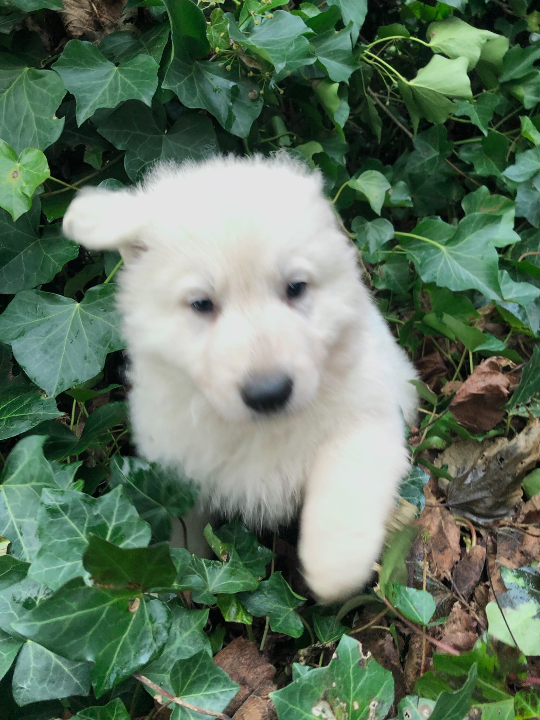 des Chemins d'Iris - Chiots disponibles - Berger Blanc Suisse