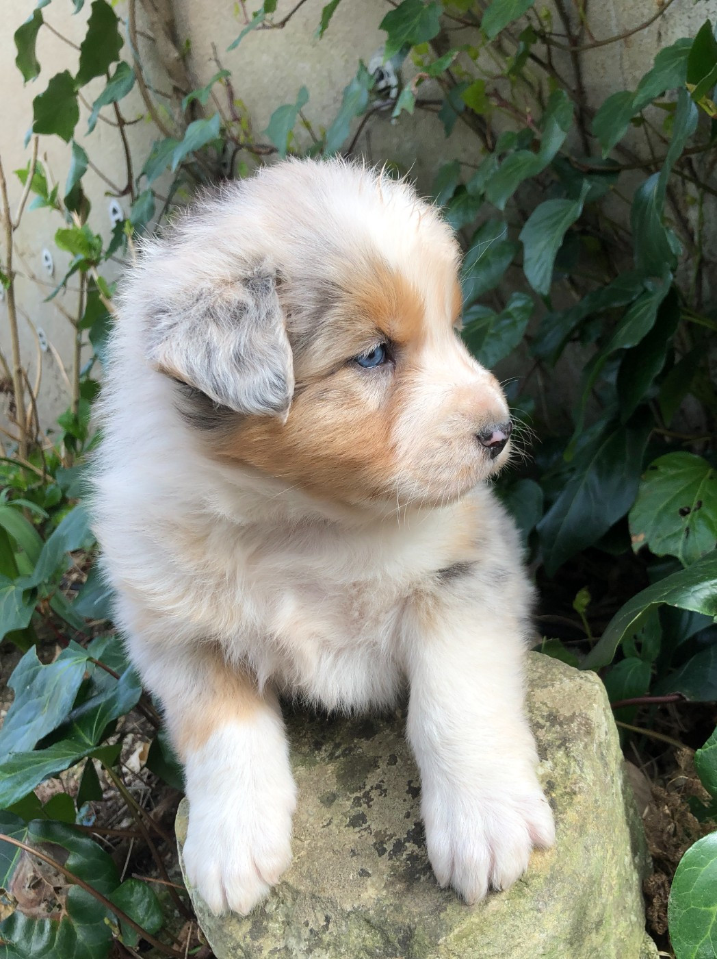 des Chemins d'Iris - Chiots disponibles - Berger Australien