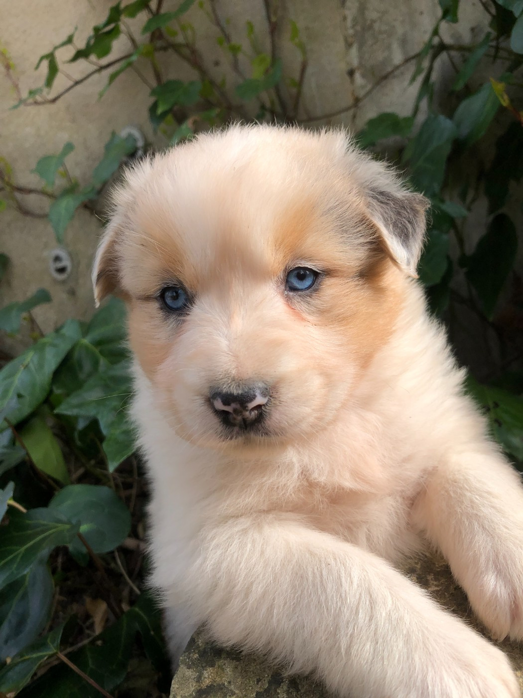 des Chemins d'Iris - Chiots disponibles - Berger Australien