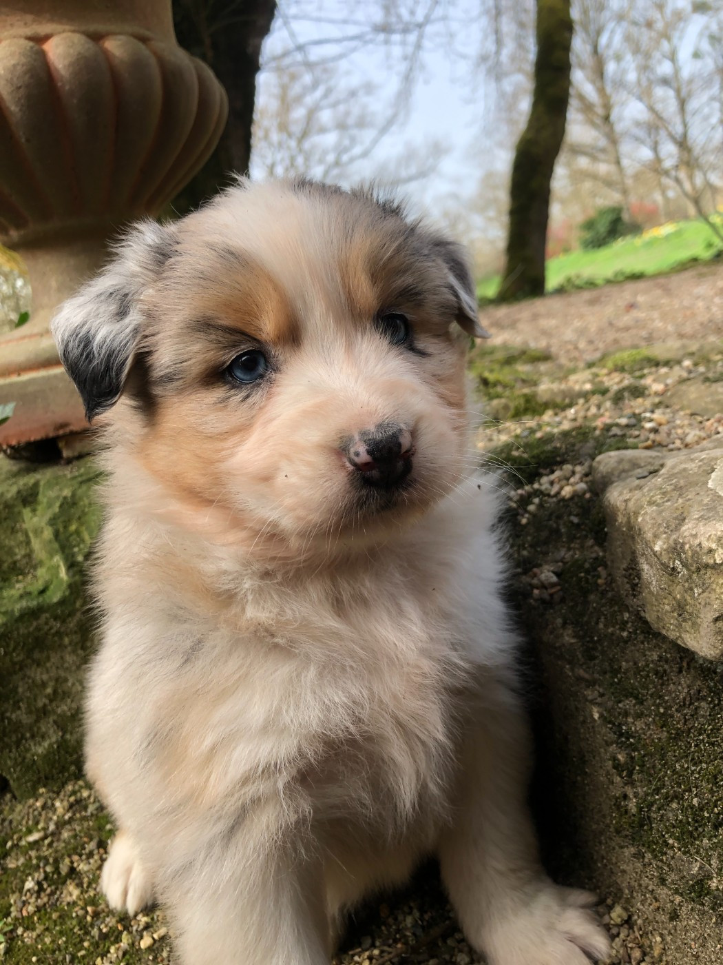 des Chemins d'Iris - Chiots disponibles - Berger Australien