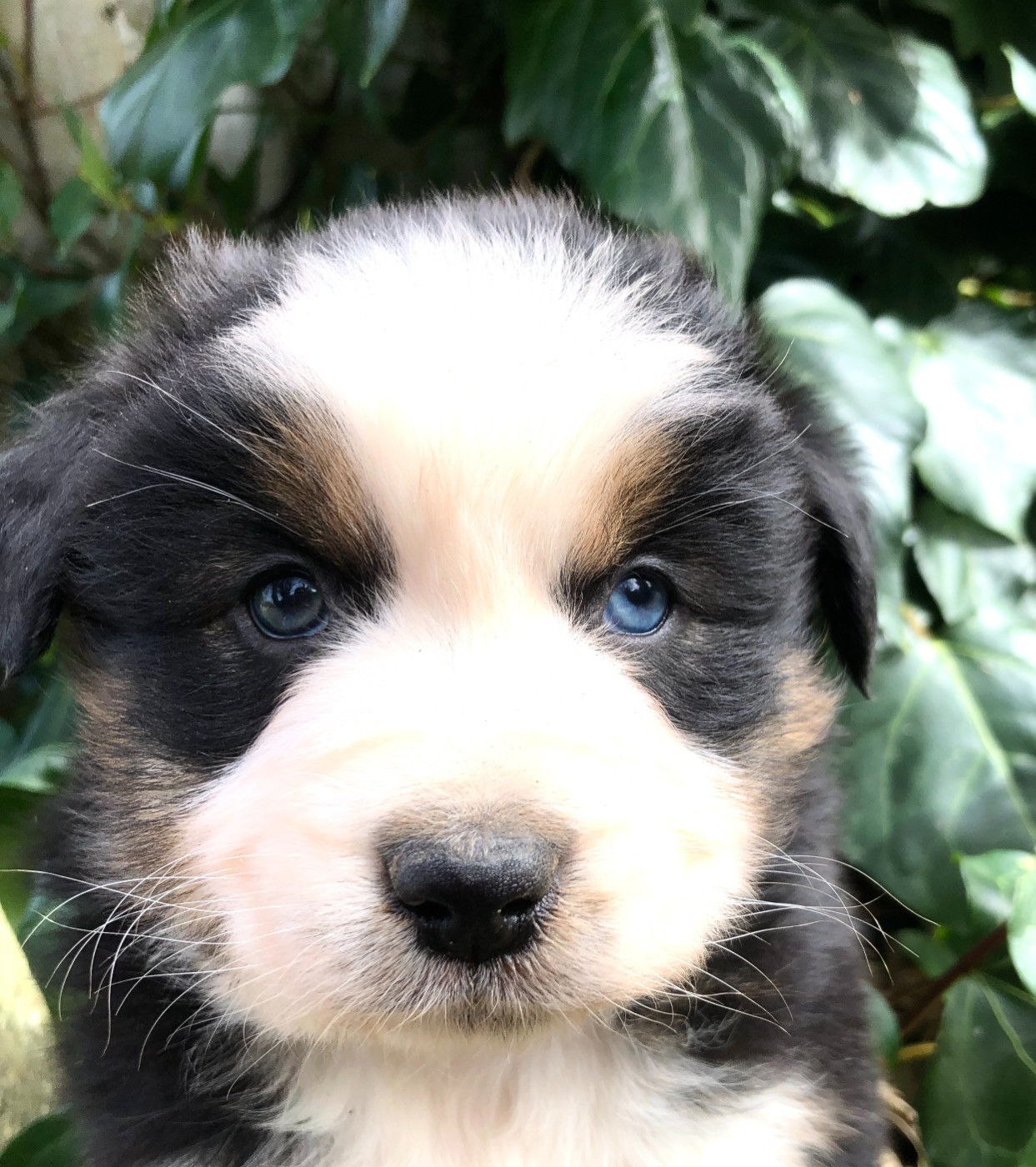 des Chemins d'Iris - Chiots disponibles - Berger Australien