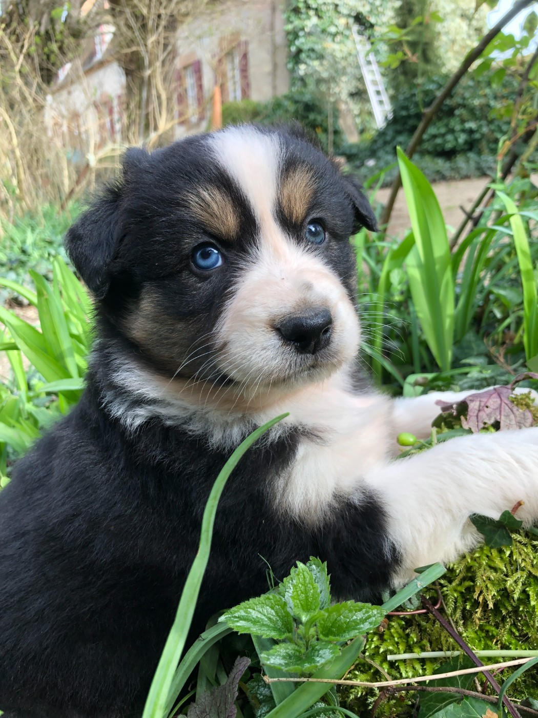 des Chemins d'Iris - Chiots disponibles - Berger Australien