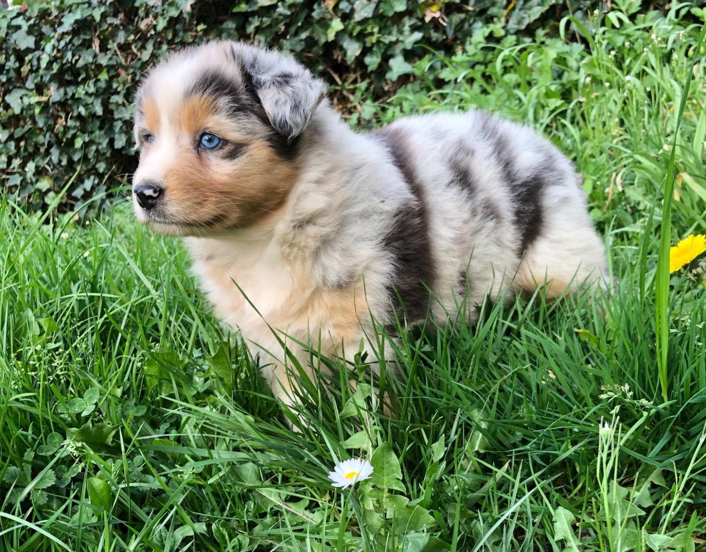 des Chemins d'Iris - Chiots disponibles - Berger Australien