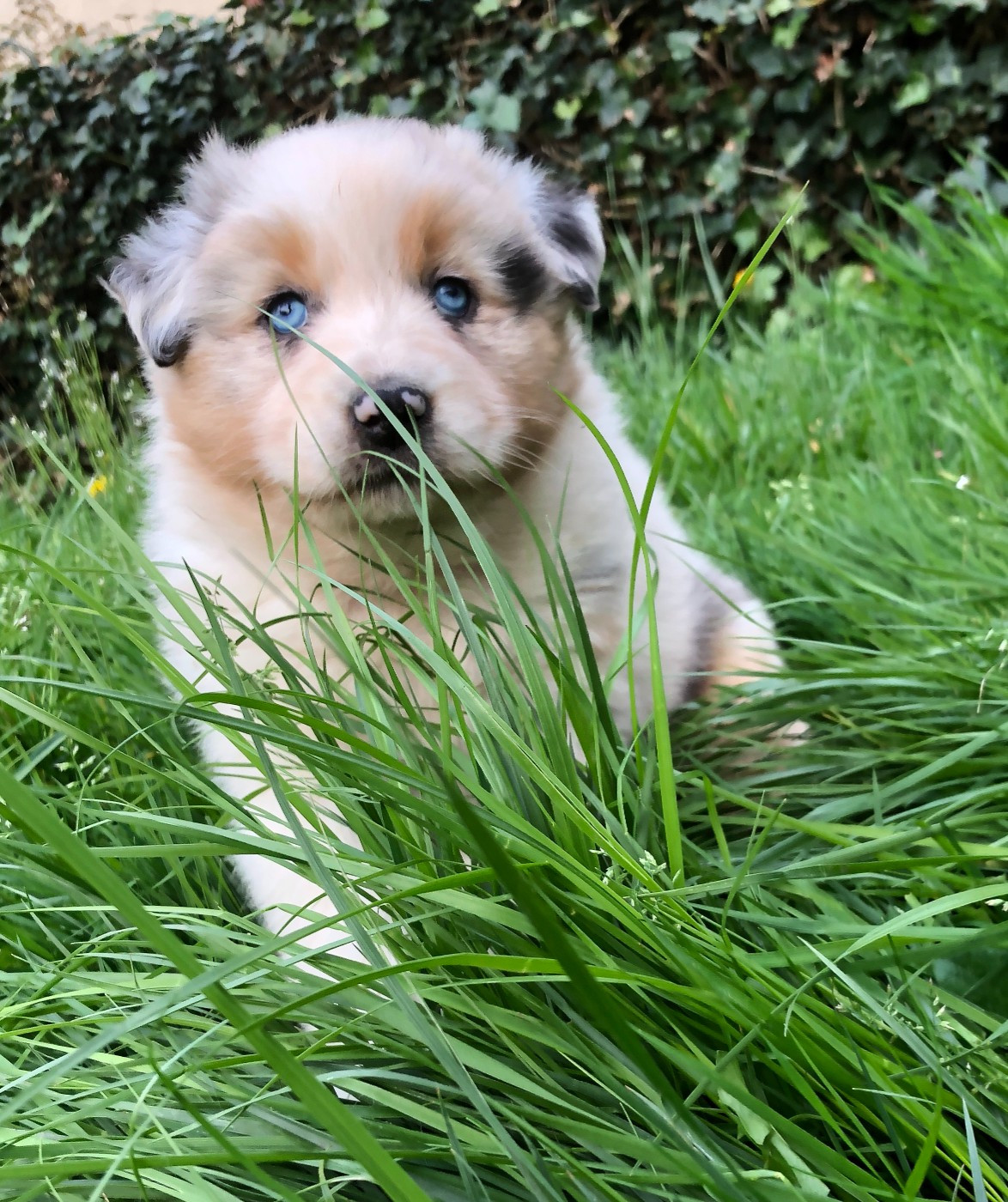 des Chemins d'Iris - Chiots disponibles - Berger Australien