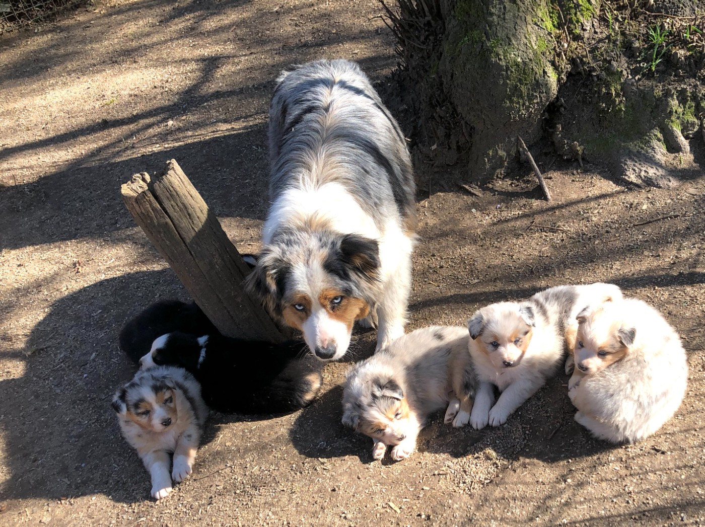 des Chemins d'Iris - Berger Australien - Portée née le 27/01/2026