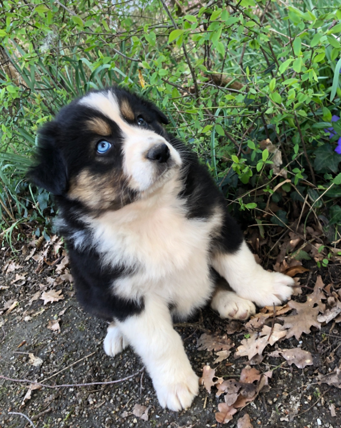 des Chemins d'Iris - Chiots disponibles - Berger Australien