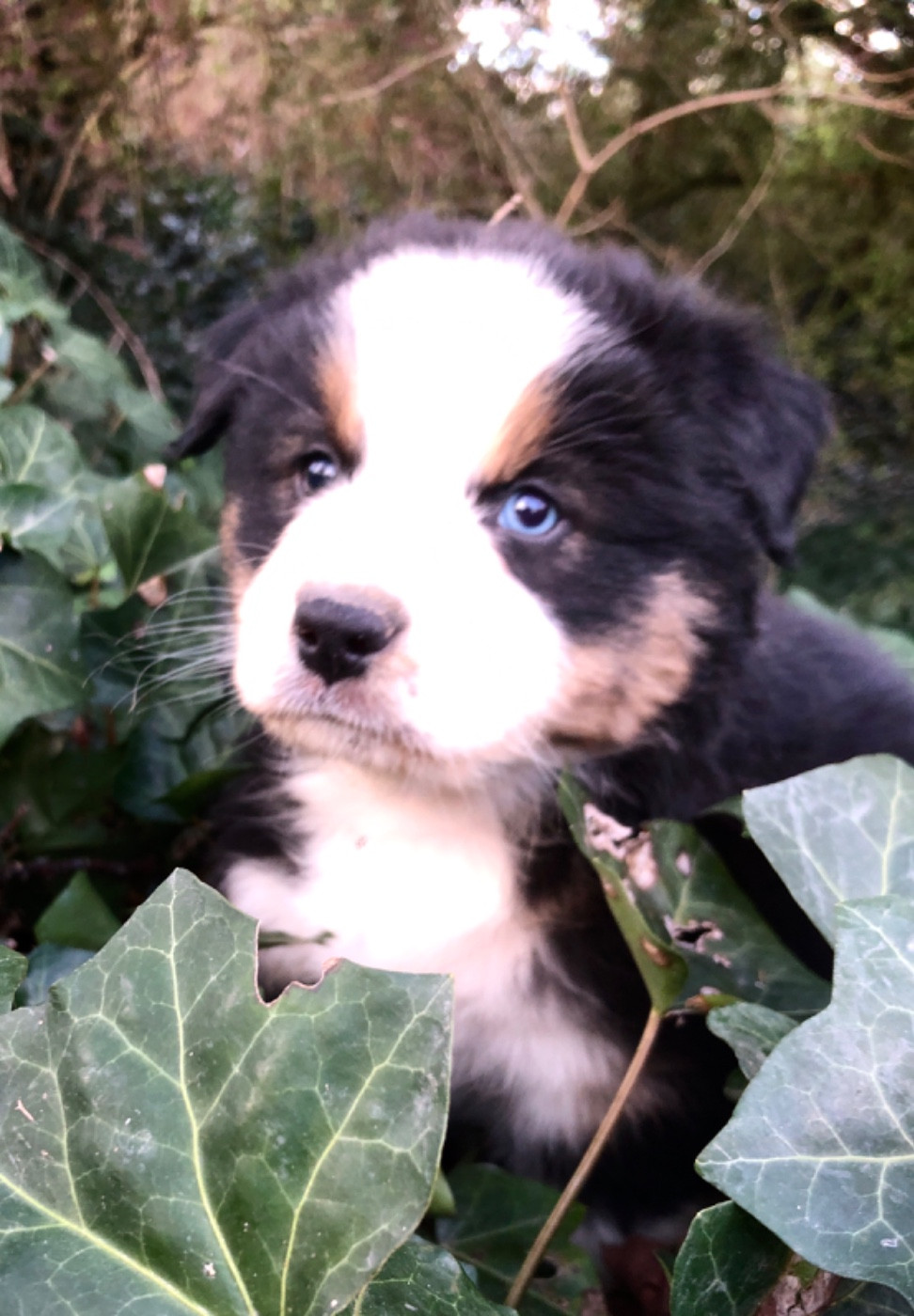 des Chemins d'Iris - Chiots disponibles - Berger Australien