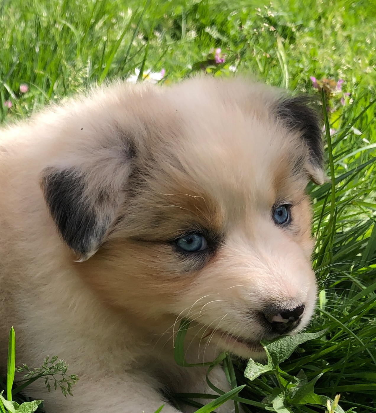 des Chemins d'Iris - Chiots disponibles - Berger Australien