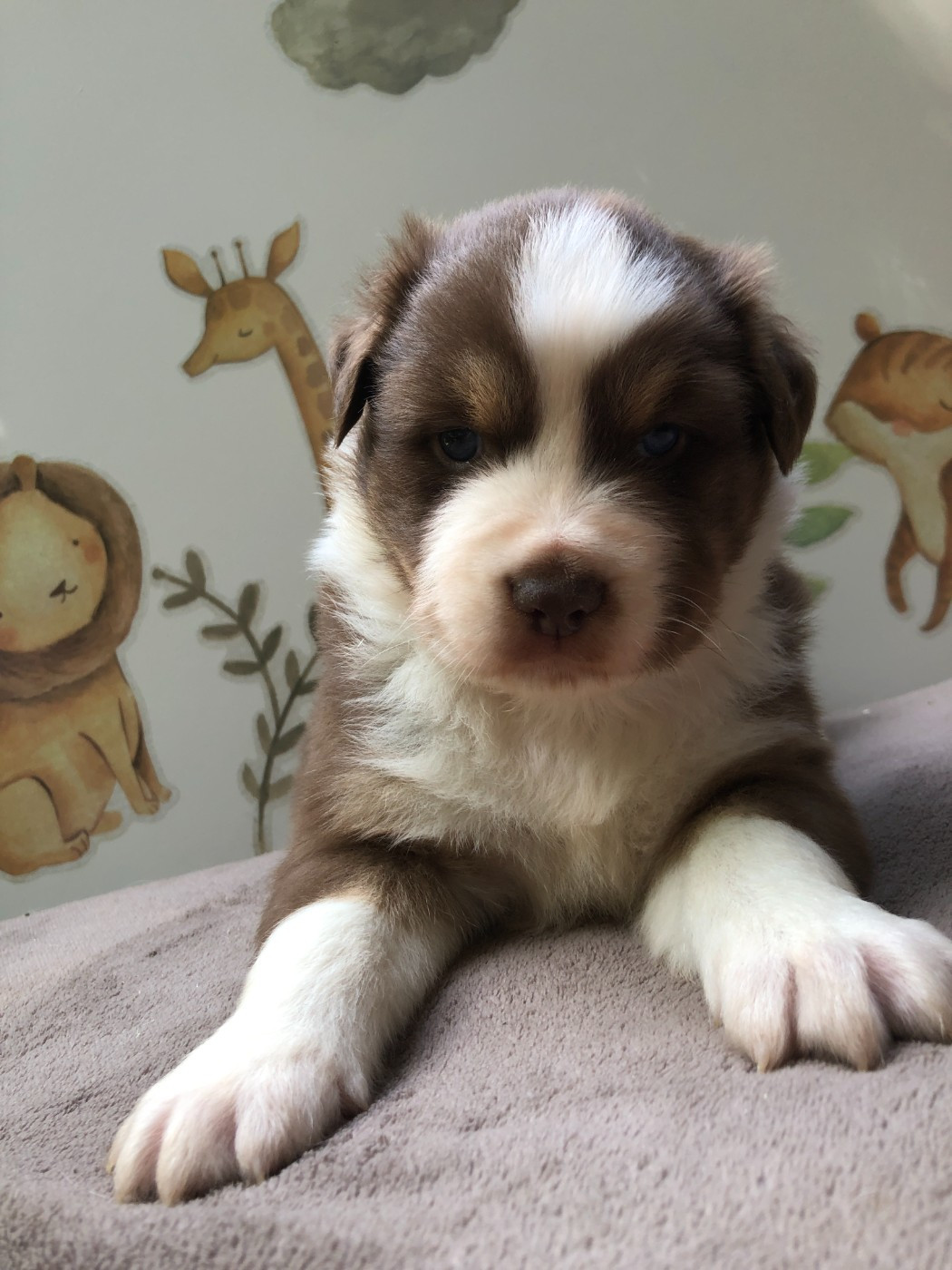 des Chemins d'Iris - Chiots disponibles - Berger Australien