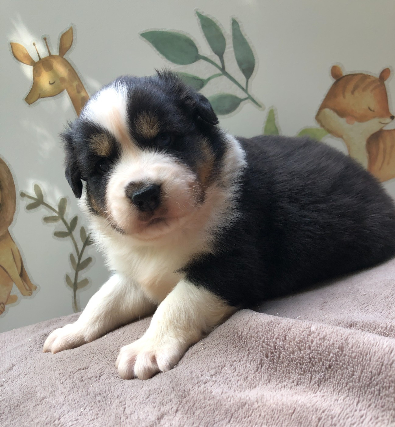 des Chemins d'Iris - Chiots disponibles - Berger Australien