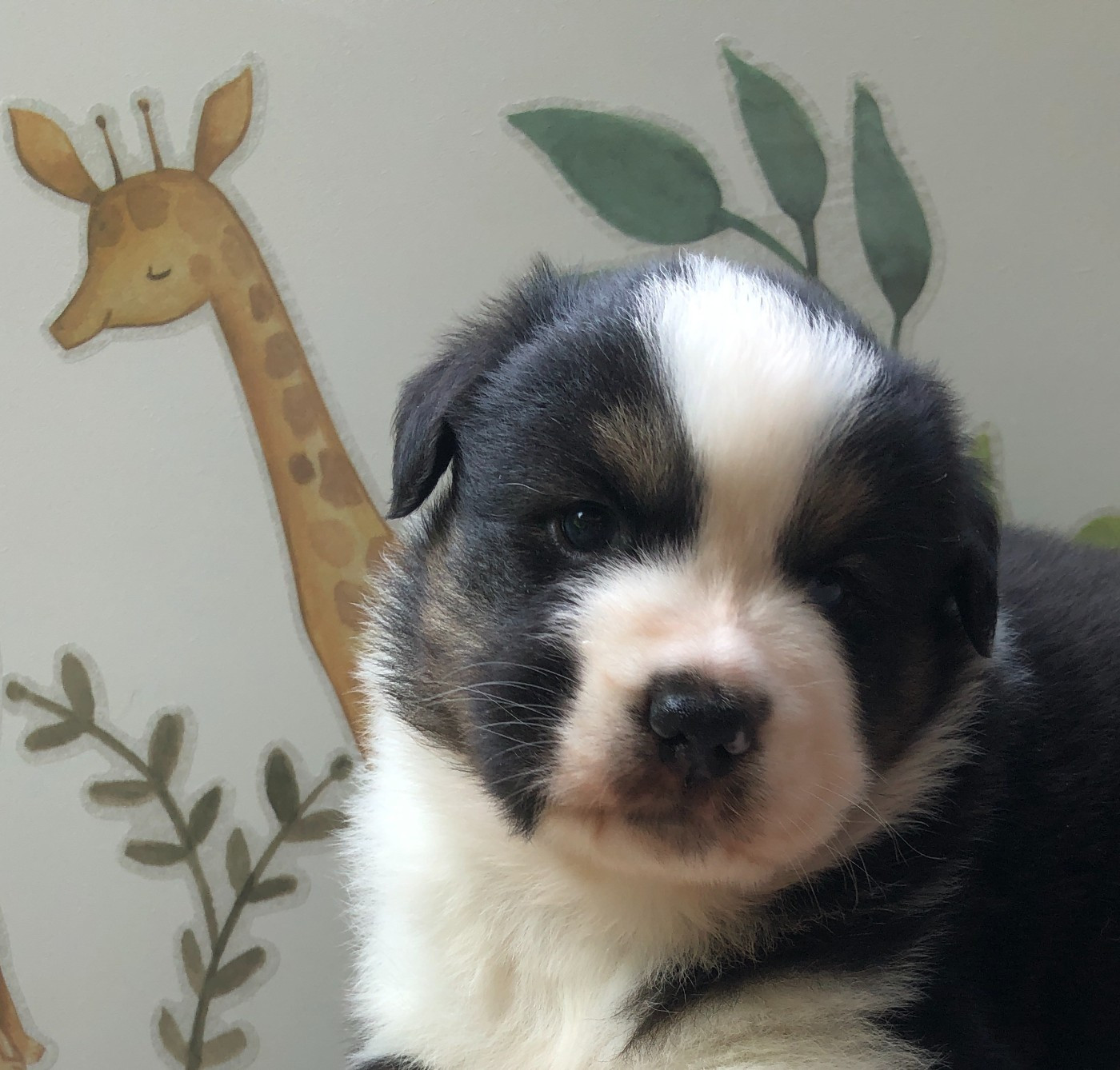 des Chemins d'Iris - Chiots disponibles - Berger Australien