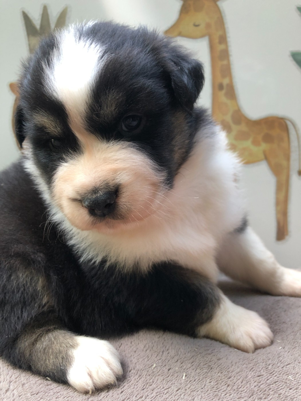 des Chemins d'Iris - Chiots disponibles - Berger Australien