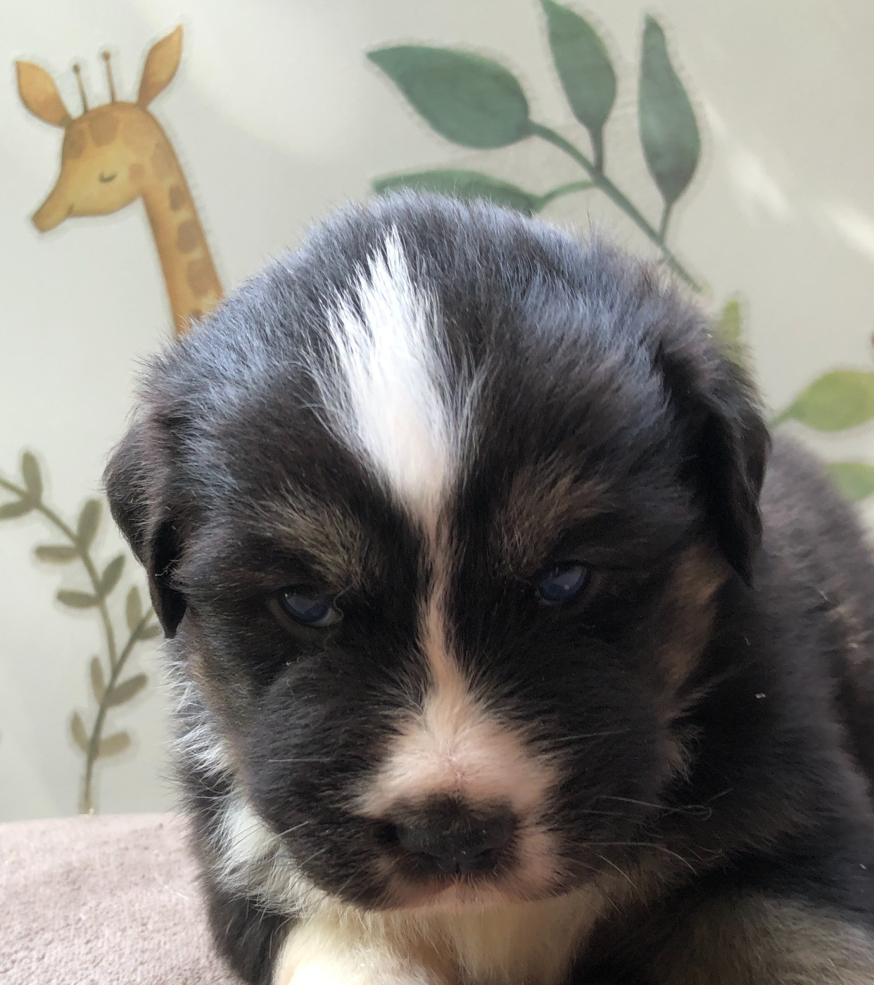des Chemins d'Iris - Chiots disponibles - Berger Australien