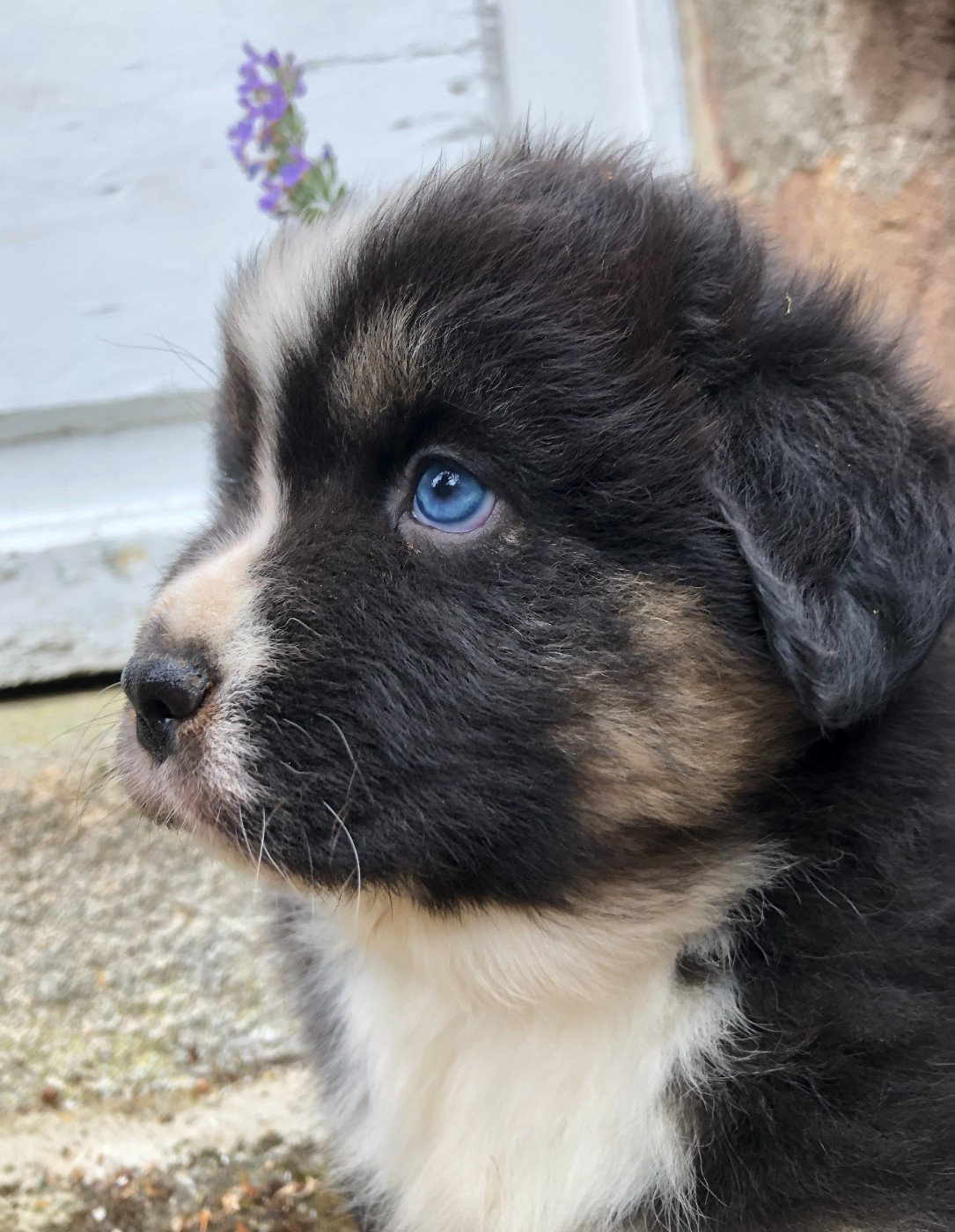 des Chemins d'Iris - Chiots disponibles - Berger Australien