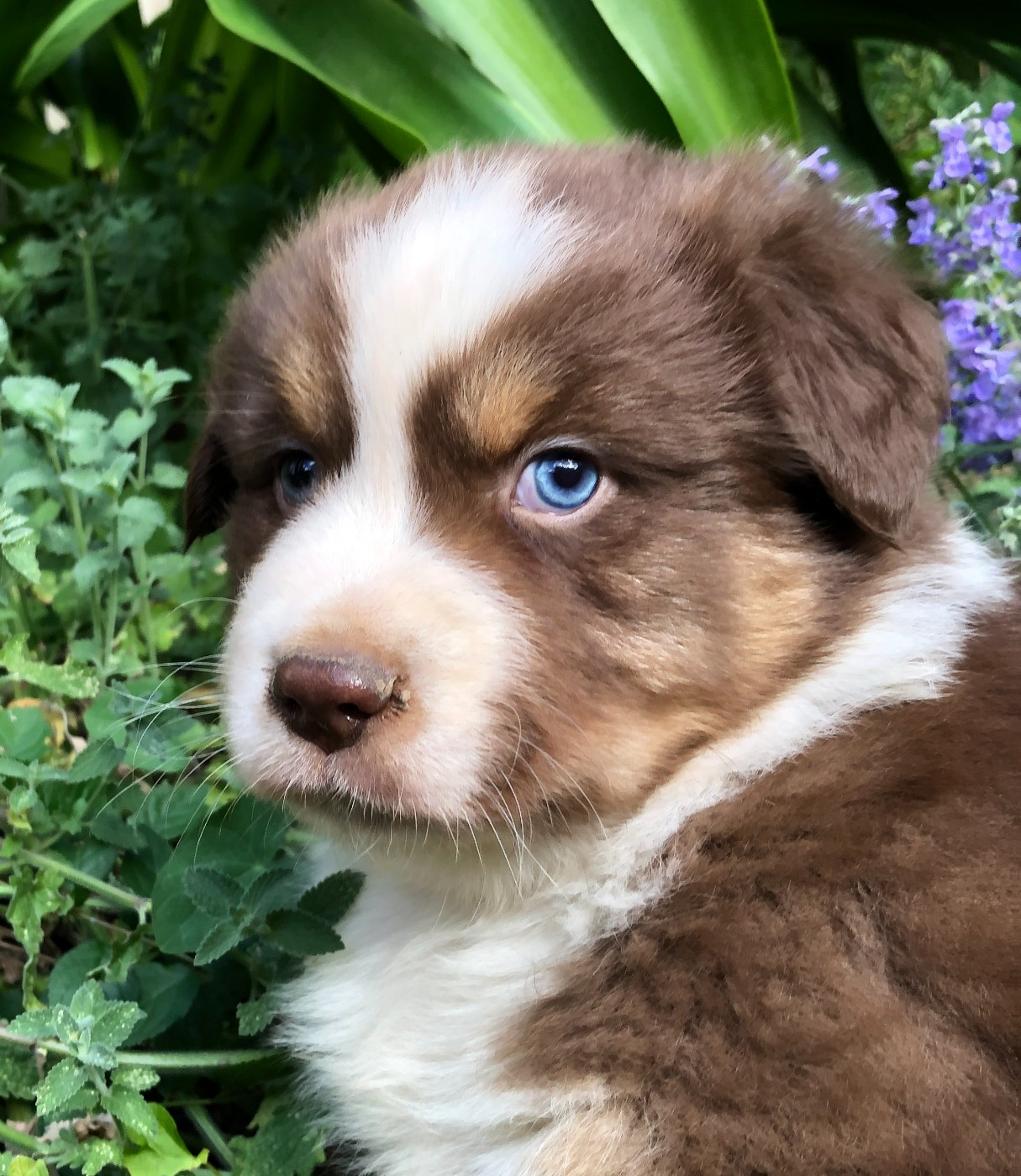 des Chemins d'Iris - Chiots disponibles - Berger Australien