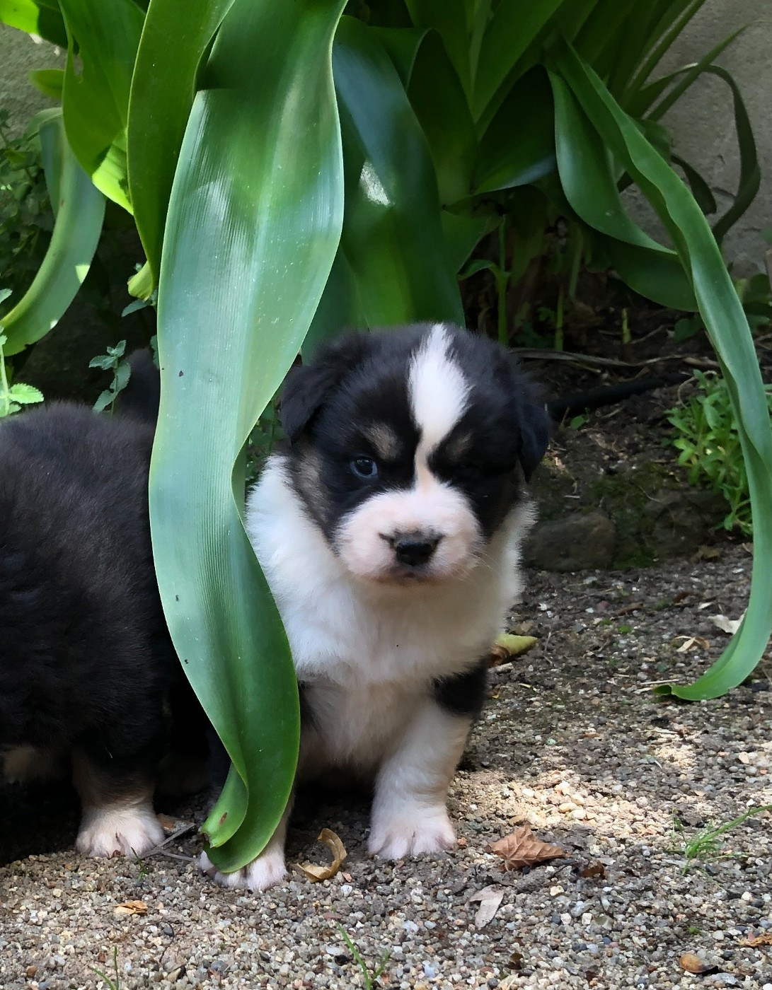 des Chemins d'Iris - Chiots disponibles - Berger Australien