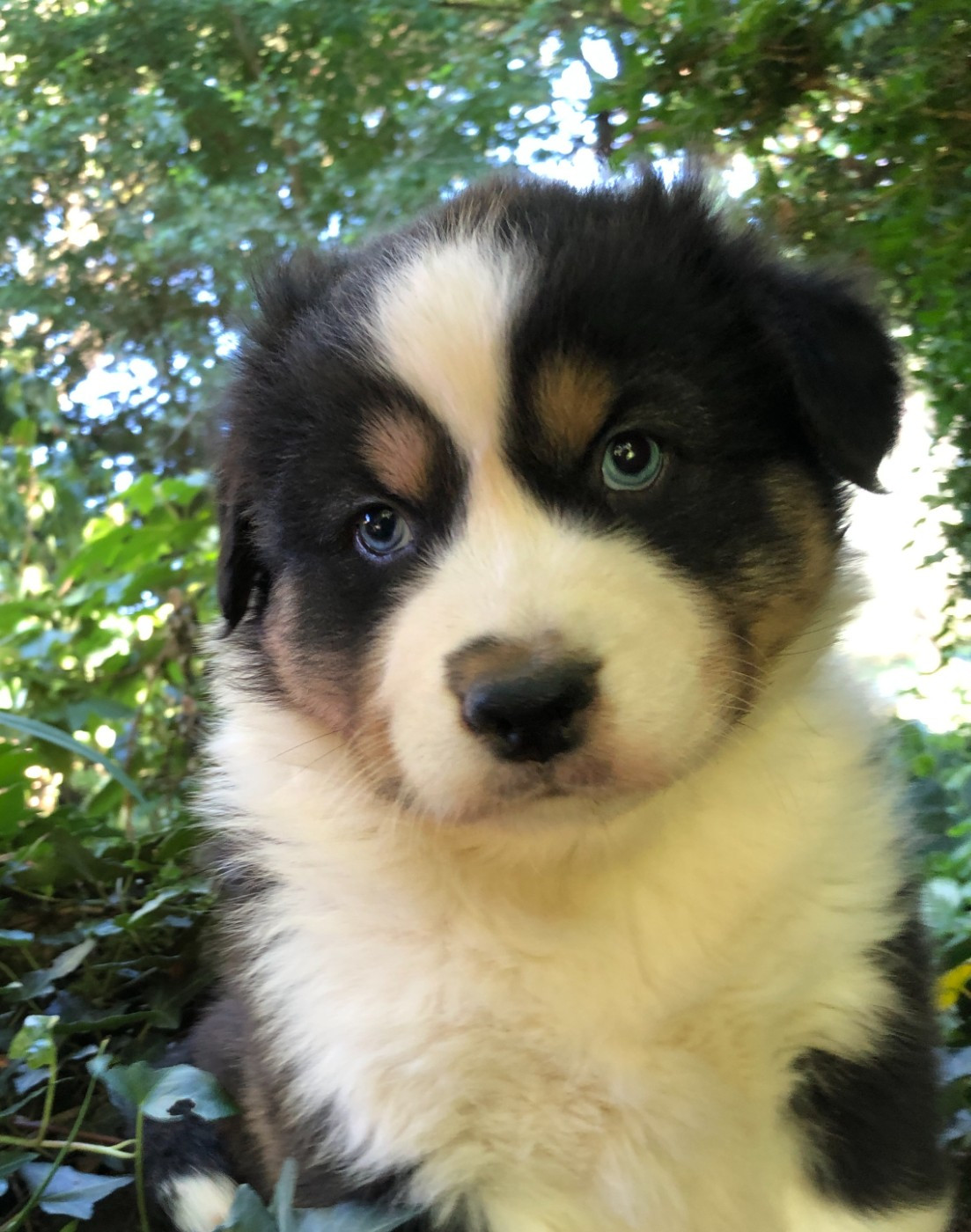 des Chemins d'Iris - Chiots disponibles - Berger Australien