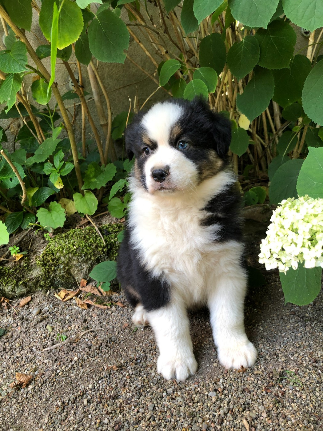 des Chemins d'Iris - Chiots disponibles - Berger Australien