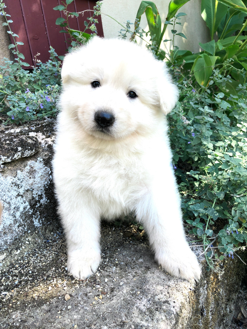 des Chemins d'Iris - Chiots disponibles - Berger Blanc Suisse
