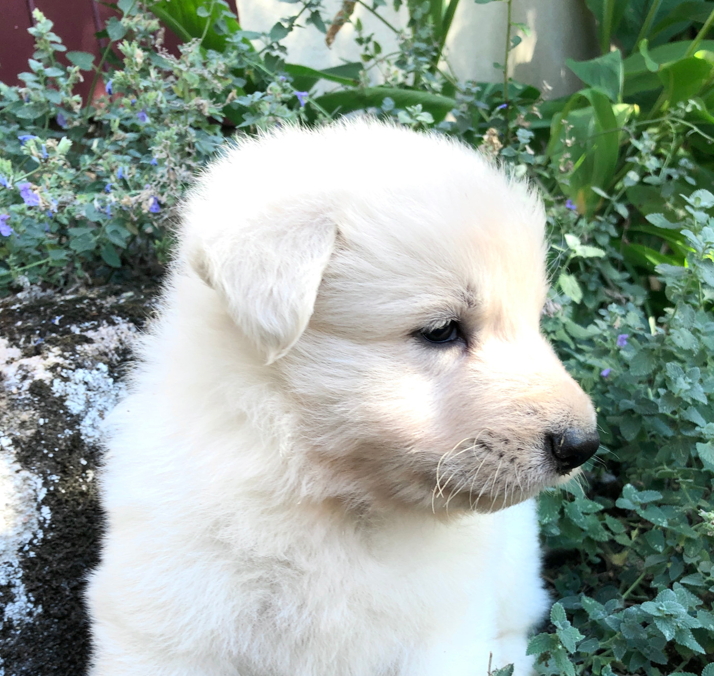 des Chemins d'Iris - Chiots disponibles - Berger Blanc Suisse
